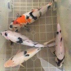 錦鯉白写り3昭和1