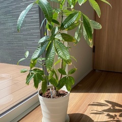 パキラと水やりチェッカー
