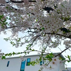 桜枝物❶