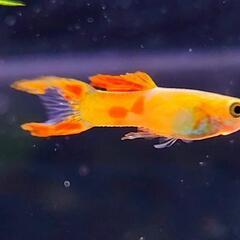 グッピー　1ペアの画像
