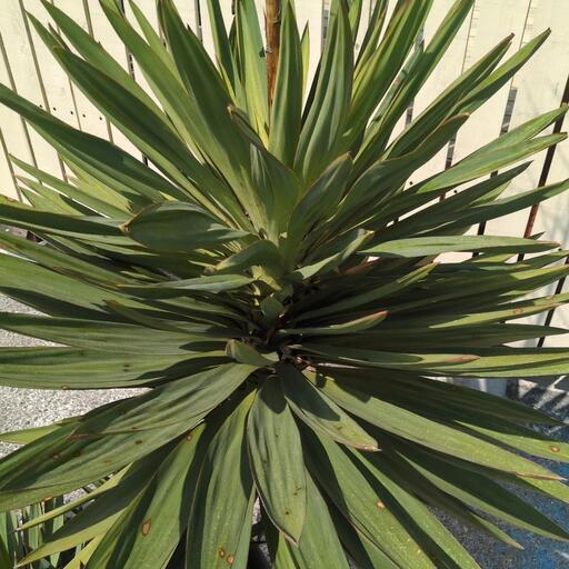 ユッカ グラリオサ 大株 ⚜️激レア⚜️ 大株 ユッカ グロリオサ 散り
