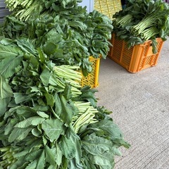 【無料】高菜差し上げます！