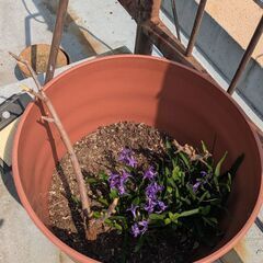 猫柳の木とヒヤシンスが植えてある大きめプラスチック鉢(土は少な目