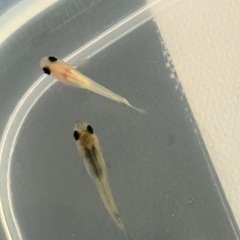 パンダメダカ、ミナミヌマエビ