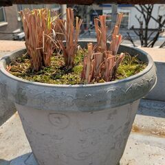 レモングラス(鉢植え50㎏以上)