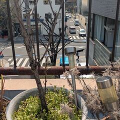 梅の鉢(50㎏以上)　1鉢