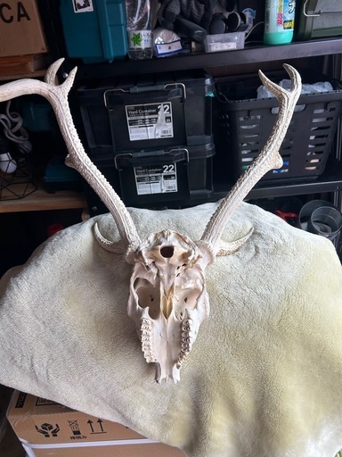 雄鹿の頭骨
