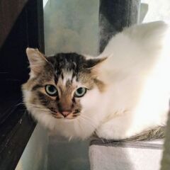 寄り添って生きてきた甘えん坊兄妹☆長毛のハクくん