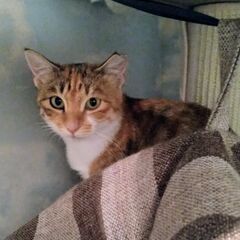 寄り添って生きてきた甘えん坊兄妹☆三毛のチャーちゃん