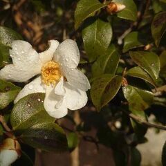 【希少種（☆千里香☆）椿の移植は今です❗】珍しい椿品種『千里香』✨千里まで香りを届ける……言われ  ♦今まさに満開 😃見て購入の画像