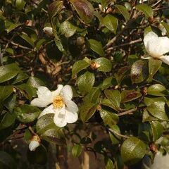 【希少種（☆千里香☆）椿の移植は今です❗】珍しい椿品種『千里香』✨千里まで香りを届ける……言われ  ♦今まさに満開 😃見て購入の画像