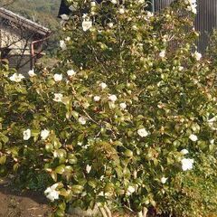 【希少種（☆千里香☆）椿の移植は今です❗】珍しい椿品種『千里香』✨千里まで香りを届ける……言われ  ♦今まさに満開 😃見て購入の画像