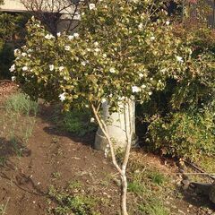 【希少種（☆千里香☆）椿の移植は今です❗】珍しい椿品種『千里香』✨千里まで香りを届ける……言われ  ♦今まさに満開 😃見て購入の画像