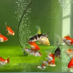 金魚タマサバ　 1匹／250円
の画像