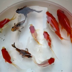 金魚タマサバ　500円／1匹