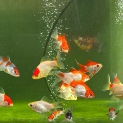 金魚タマサバ　 1匹／250円
の画像