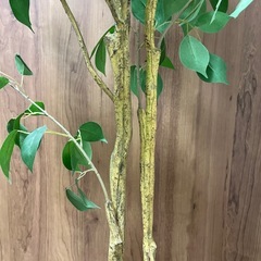 (お取引中)フェイク　観葉植物の画像
