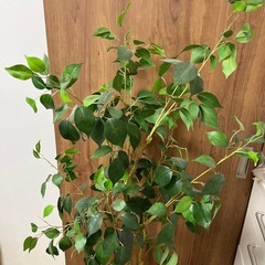 (お取引中)フェイク　観葉植物の画像