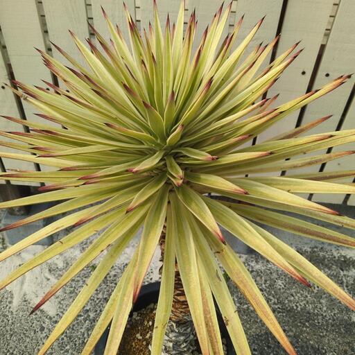 ユッカ アロイフォリア#2440 ユッカ アロイフォリア 斑入り | C STORE C