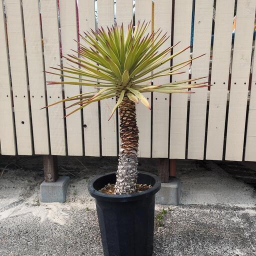 ユッカ　アロイフォリア