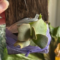 ビカクシダ スコフィールドタツタ