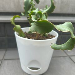 【多肉植物】ミニドラゴンフルーツの画像