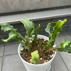 【多肉植物】ミニドラゴンフルーツの画像