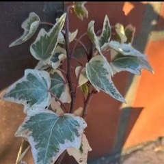 アイビー(白)　　の画像