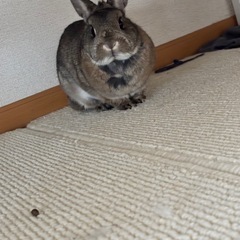 うさぎさん里親募集