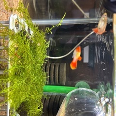 gex40水槽エビなどオマケ
