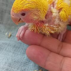コザクラインコ3/25入荷ゴールデンチェリー