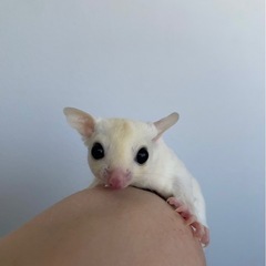 リューシスティック　男の子