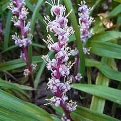 山野草　縁起草　キチジョウソウ苗　
