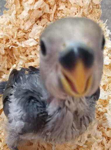 コザクラインコ　リクエストページ コザクラインコ - Search / X