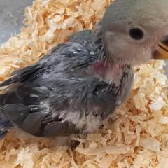 コザクラインコ3./25バイオレット (かざみどり) 藤の牛島の