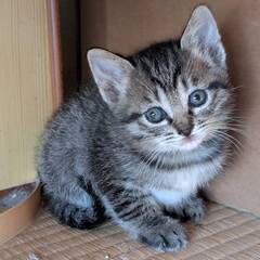 仔猫　生後１か月　オス・メス　保護ネコ