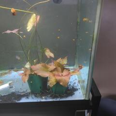 タイニムファ　水草
