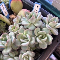 多肉植物の画像