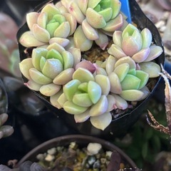 多肉植物の画像