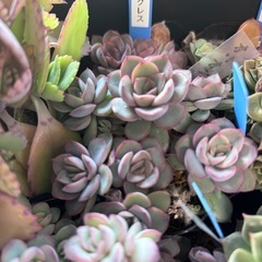 多肉植物の画像