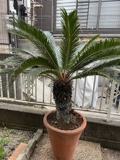 ソテツ　観葉植物　生活雑貨