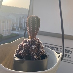 (お取引中)サボテンの画像