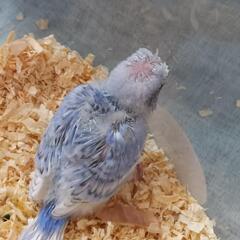 羽衣セキセイインコ　ライラックカラー3./25