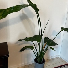 観葉植物 オーガスタ モンステラ　2個セット バラ売り可 　の画像