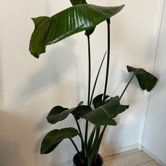 観葉植物 オーガスタ モンステラ　2個セット バラ売り可 　の画像