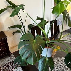 観葉植物 オーガスタ モンステラ　2個セット バラ売り可 　の画像