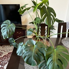 観葉植物 オーガスタ モンステラ　2個セット バラ売り可 　の画像