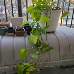 ポトス鉢植えとミニ盆栽鉢の画像