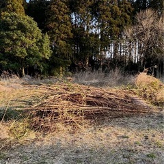 枯れ草　竹　等