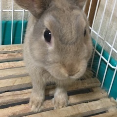 うさぎ♂